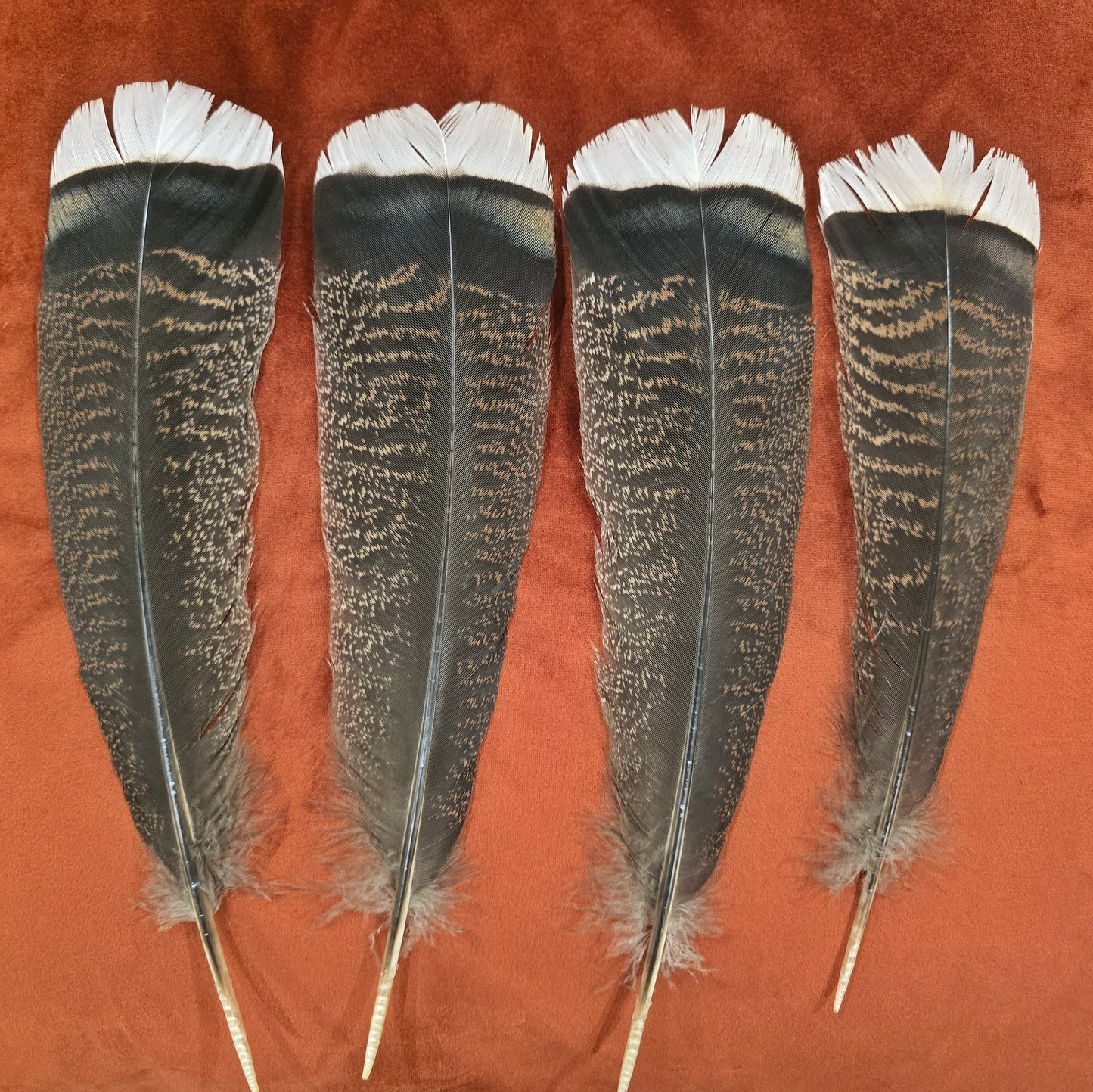 White Tip Turkey feathers