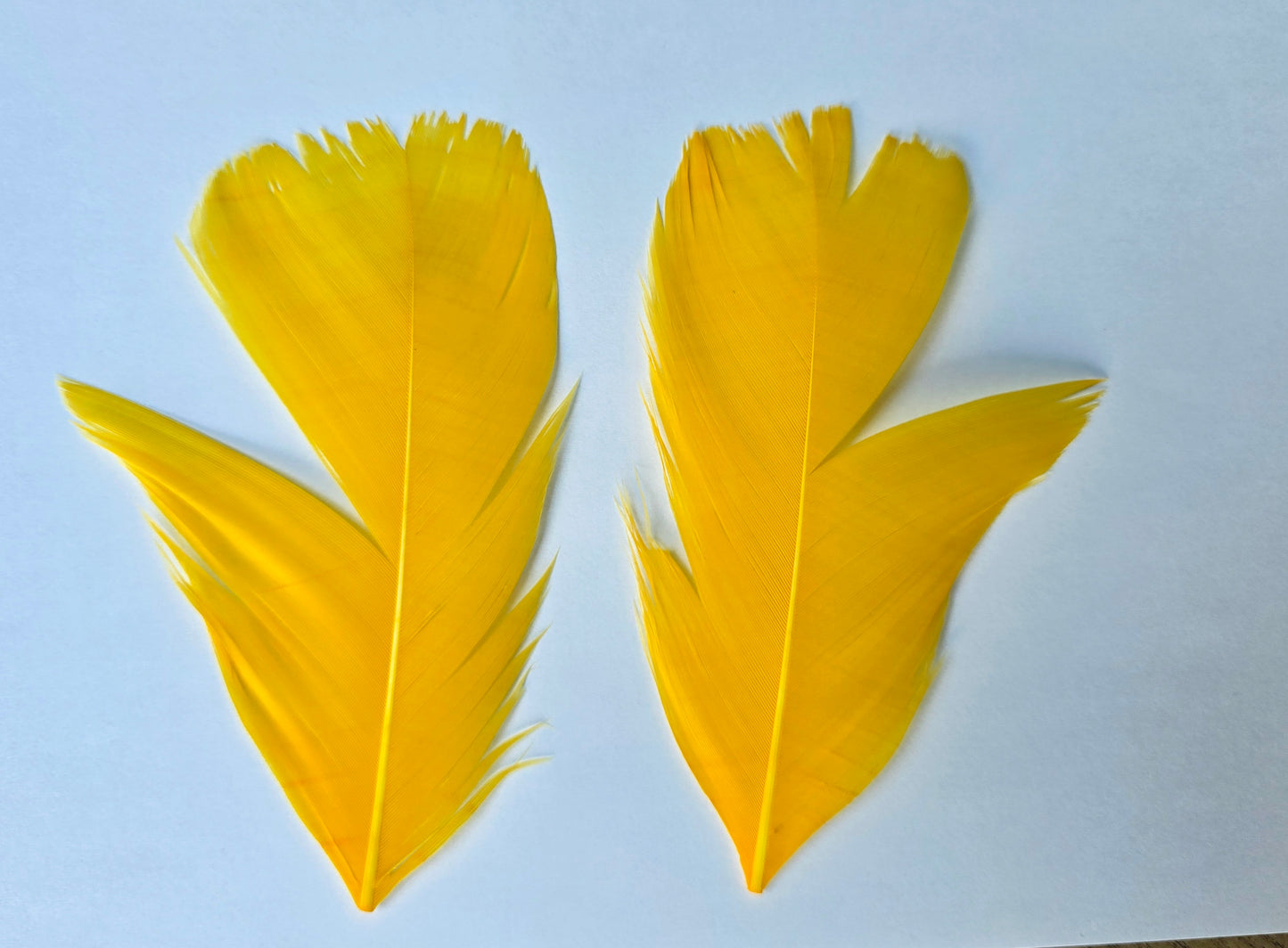 Dyed Turkey tail pair