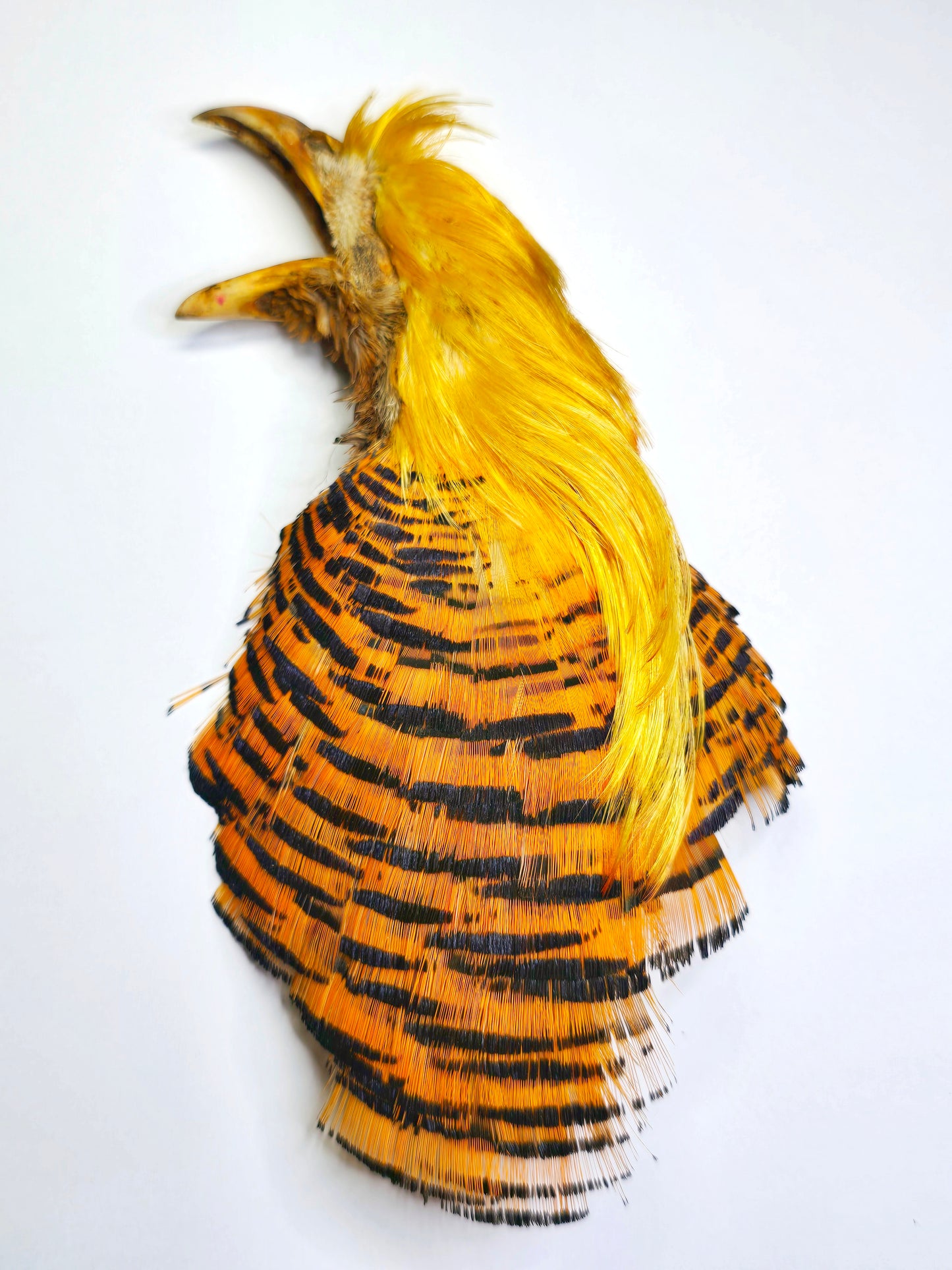 Golden Pheasant Head