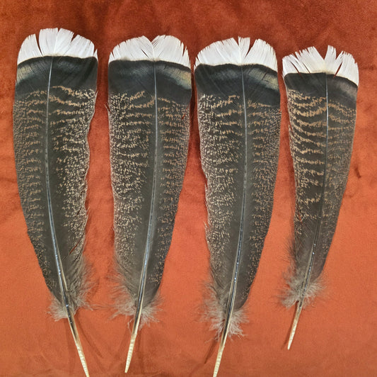 White Tip Turkey feathers