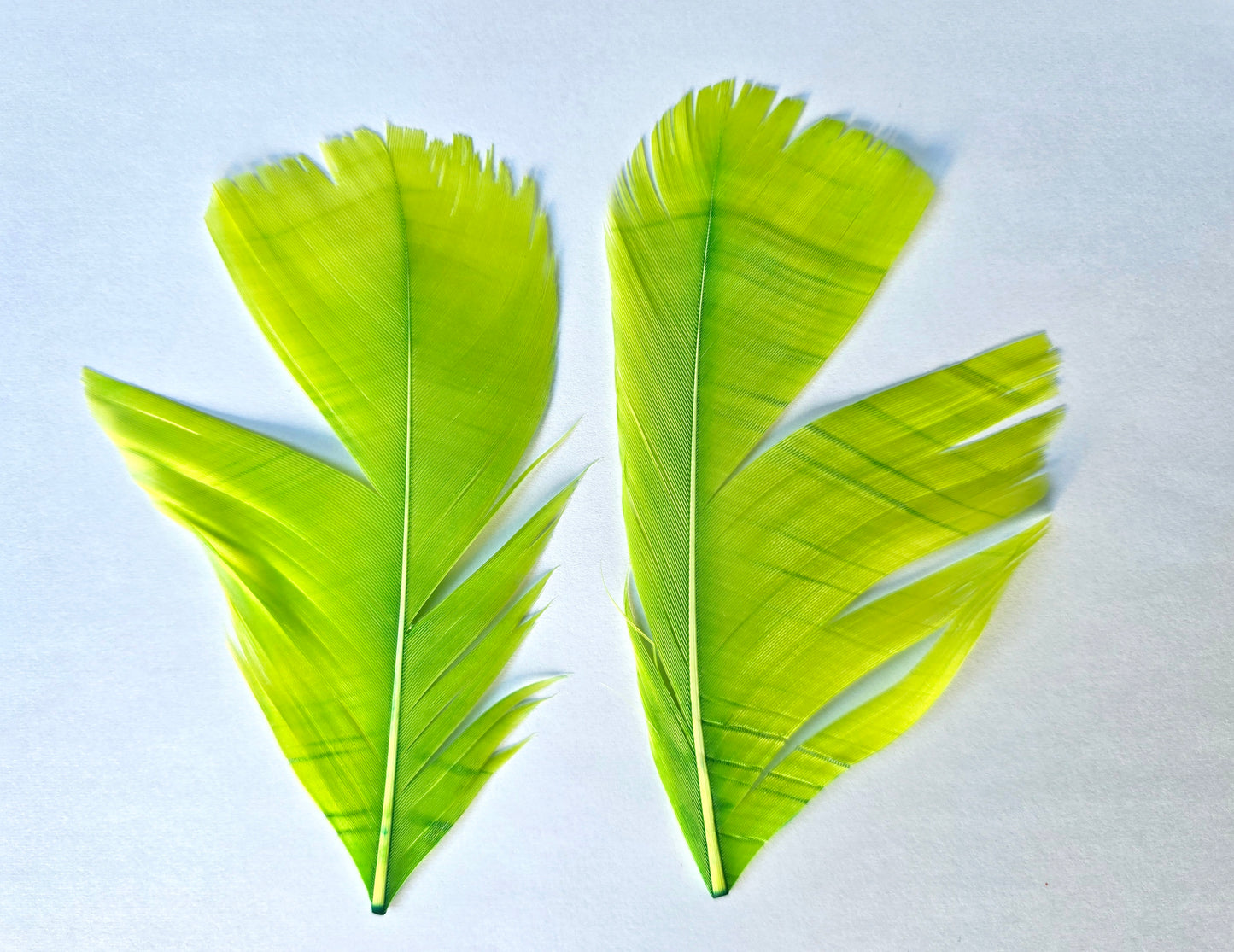 Dyed Turkey tail pair