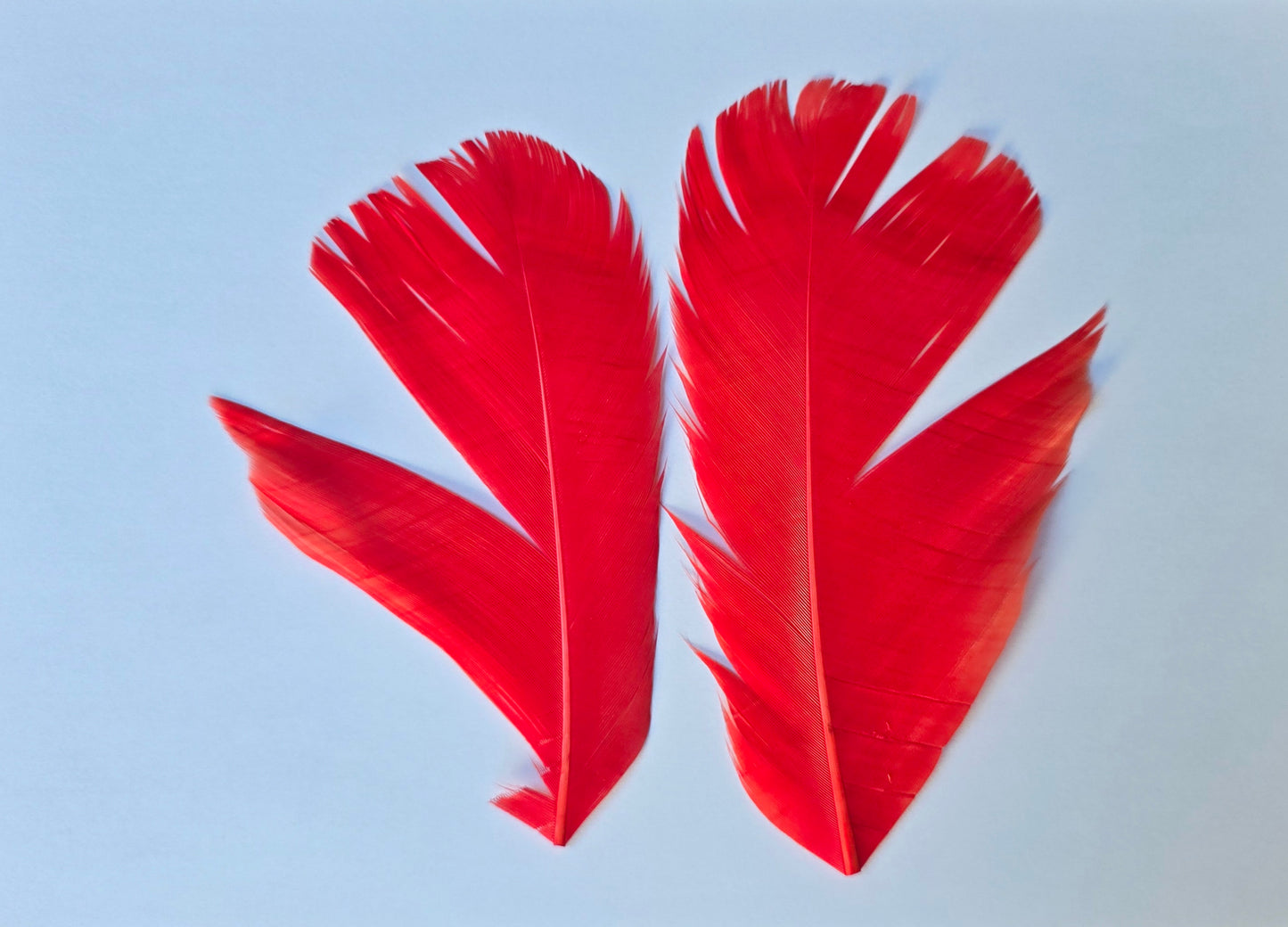 Dyed Turkey tail pair