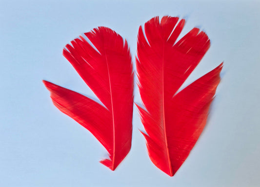 Dyed Turkey tail pair