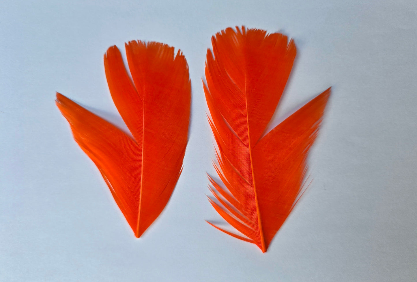 Dyed Turkey tail pair