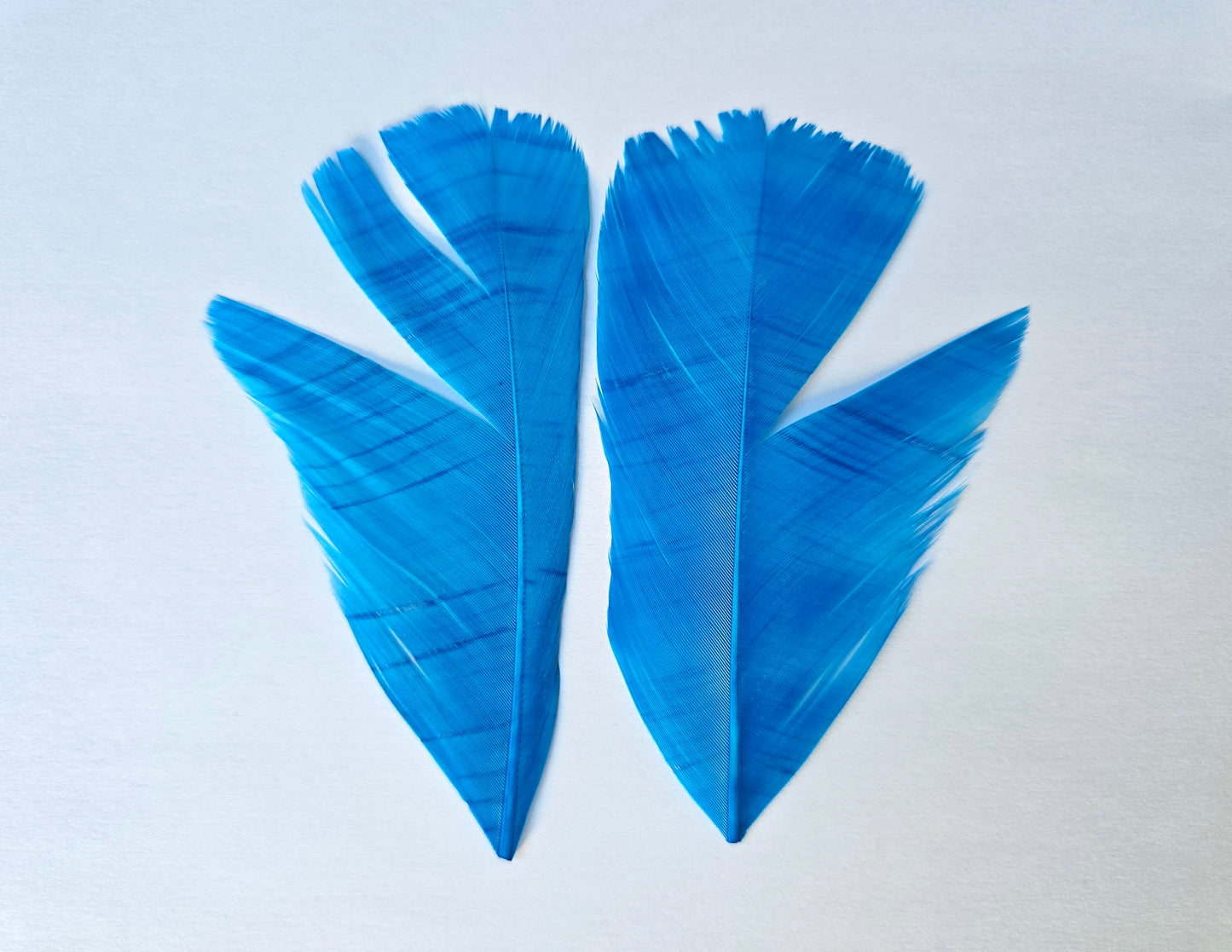 Dyed Turkey tail pair